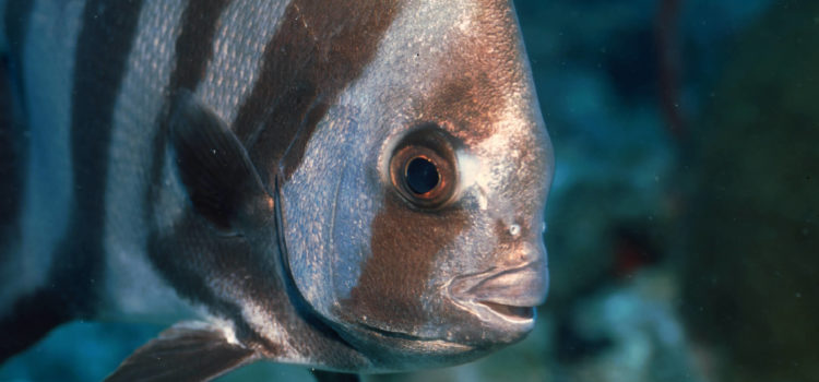 a close up of a fish